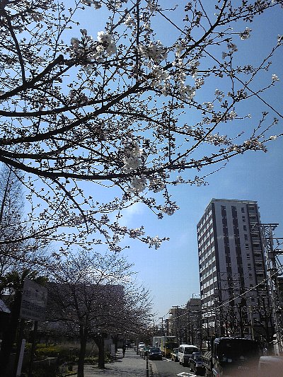西蒲田公園の桜