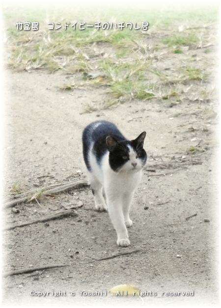 cat-taketomi-2.jpg
