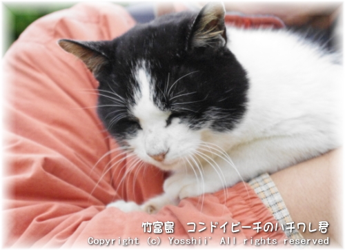 cat-taketomi-4.jpg