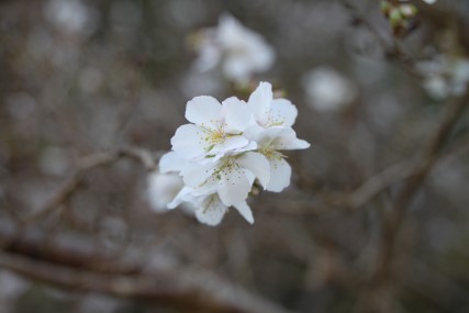 冬に咲く桜４