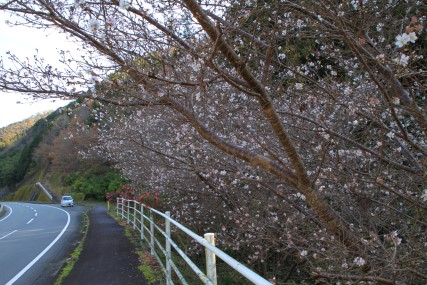 冬に咲く桜１