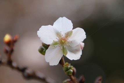 冬に咲く桜３