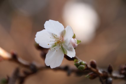 冬に咲く桜５