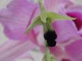 ヘミメラノグロッサムの花