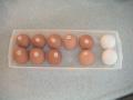 卵１２個収納