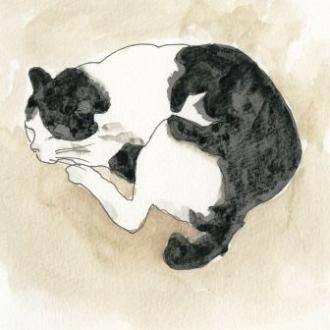 真鍋島の猫