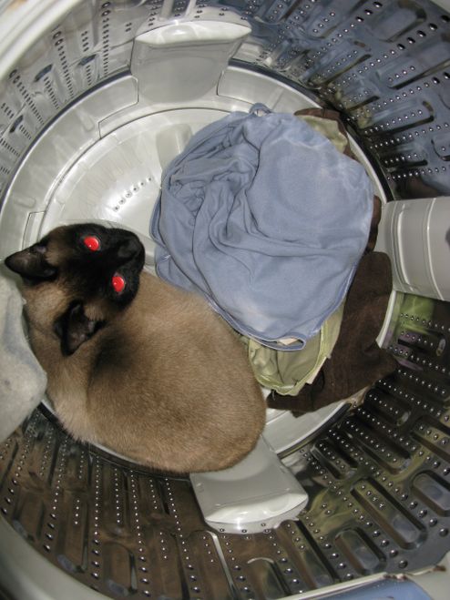 洗濯機の中