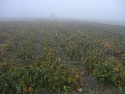 霧の豆畑