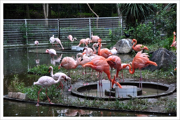 勝手気ままに楽しんで・・・Ⅱ <b>千葉市動物公園</b>のベニイロフラミンゴ。
