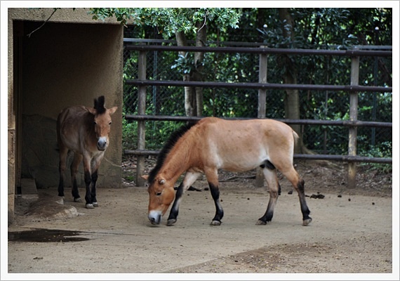 勝手気ままに楽しんで・・・Ⅱ <b>千葉市動物公園</b>、家畜の原種ゾーン。