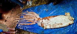 25-foot-giant-squid-caught-florida_37111_big.jpg