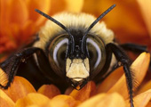 bumblebees-dying-european-fungus-four-species_30837_170.jpg