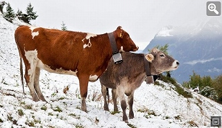 cows_austria_summer_snow.jpg