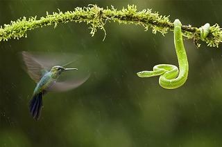 environmental-photographer-year-2010-hummingbird-snake_26725_big.jpg