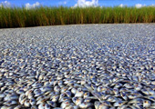 fish-kill-louisiana-bayou-overall_26120_170.jpg