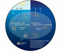 marine-bacterium-crocosphaera-watsonii-biochemical-recycle-iron-ocean-lg.jpg