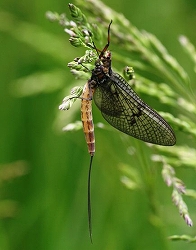 mayfly-collapse-update-climate-change_42509_big.jpg