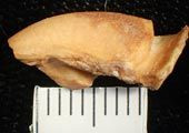 oldest-new-world-dog-found-eaten-paleofecal-sample_31331_170.jpg
