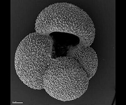 shells-type-foraminifer-lg.jpg