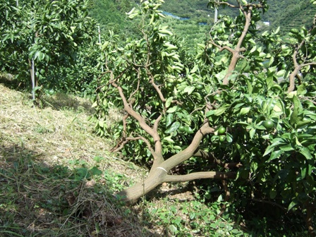 台風で倒れたみかんの樹